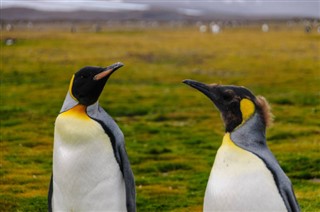 Falkland Islands time zones