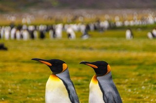 Falklandi