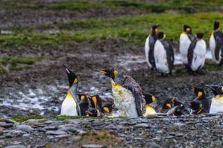 Falklando