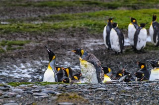 Falklandsøerne