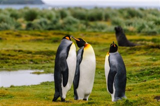 Falkland Islands time zones