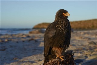 Falklandsøerne