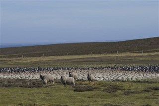 Falklandi