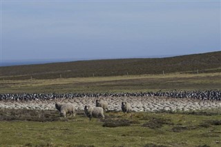 Falkland Islands time zones