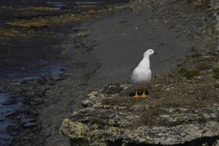 Falklandinsaaret