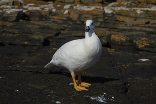 Falklandsøyene