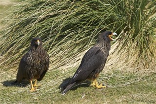 Falklandsöarna