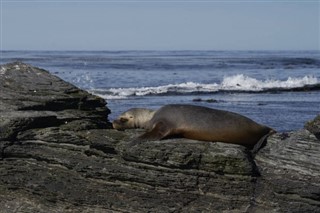 フォークランド諸島