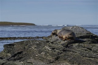 Falklandsöarna