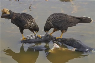 ফকল্যান্ড