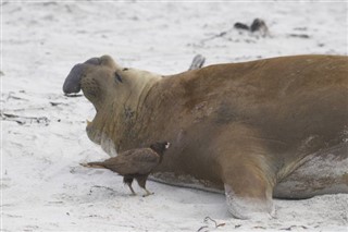 Falklandsøerne
