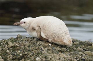 Falklandsöarna