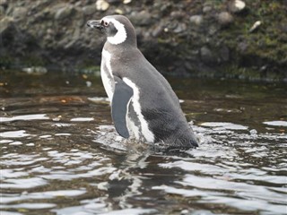 Falklandinsaaret