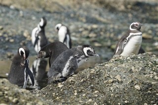 フォークランド諸島