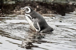 Kepulauan Falkland zon waktu