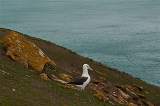 フォークランド諸島