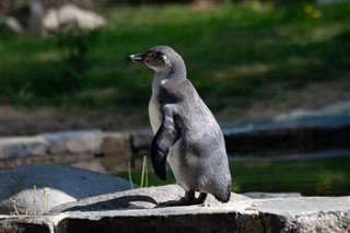 Falklandsøerne