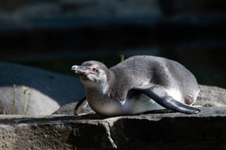 Falklandsöarna