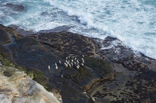 フォークランド諸島