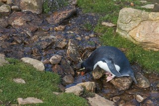 Falklandsøyene