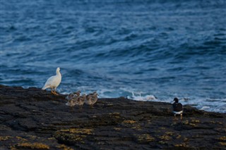 Falklandsøyene