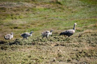 Falklandinsaaret