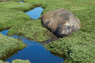 Falklandsöarna