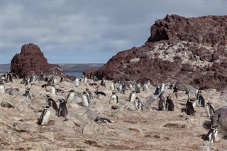 フォークランド諸島