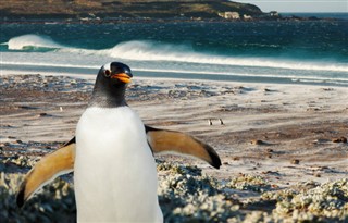 Falklandsöarna