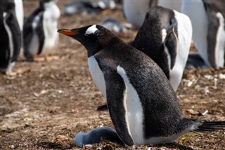 Falklandsöarna