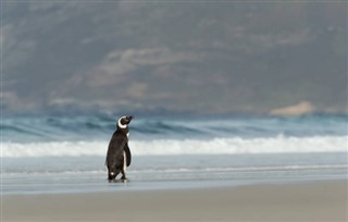 Falklandsøerne