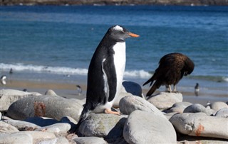 Falklandsöarna