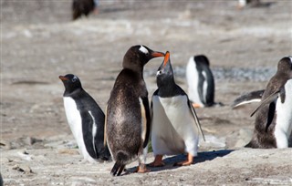 Falklandsöarna