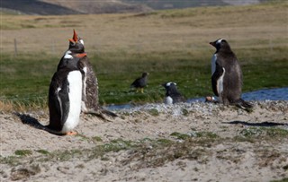 Falklandy