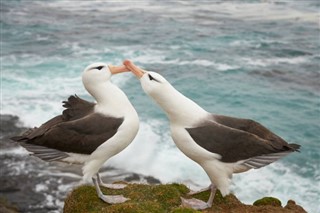 Falklandsöarna