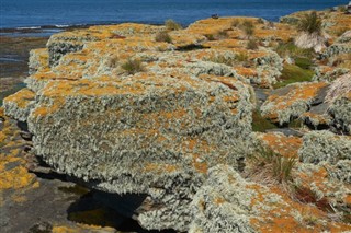 Falklandsøerne