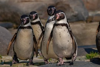 Falklandsøerne