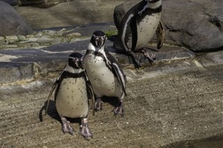 Falklandsöarna