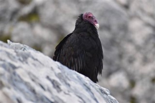 Falklandsøerne