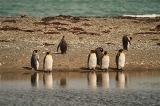 Falklandsöarna