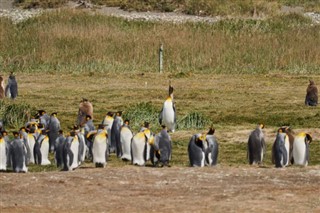 Falklandsöarna