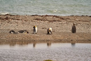 Falklandinsaaret