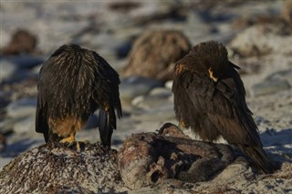 Falklandinsaaret aikavyöhykkeitä