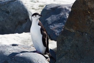 Falklandsøerne