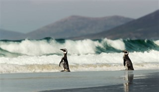 Falklandsöarna