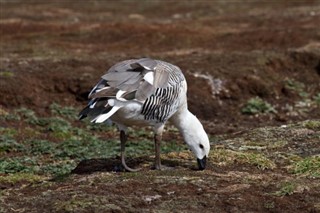 Falklandsøyene