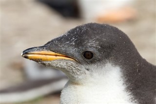 Falklandsøyene