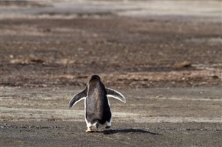 Falklandsøerne