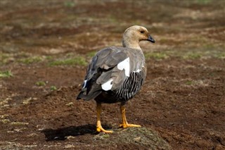 Falklandsøerne