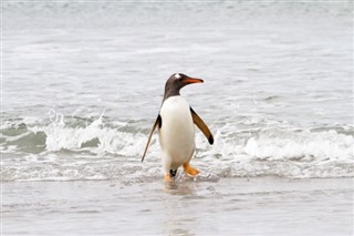 Falklandsöarna